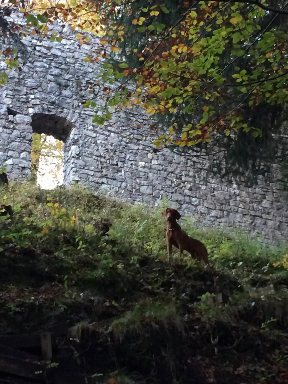 Hund bei einer Burgruine auf einer herbstlichen Wanderung