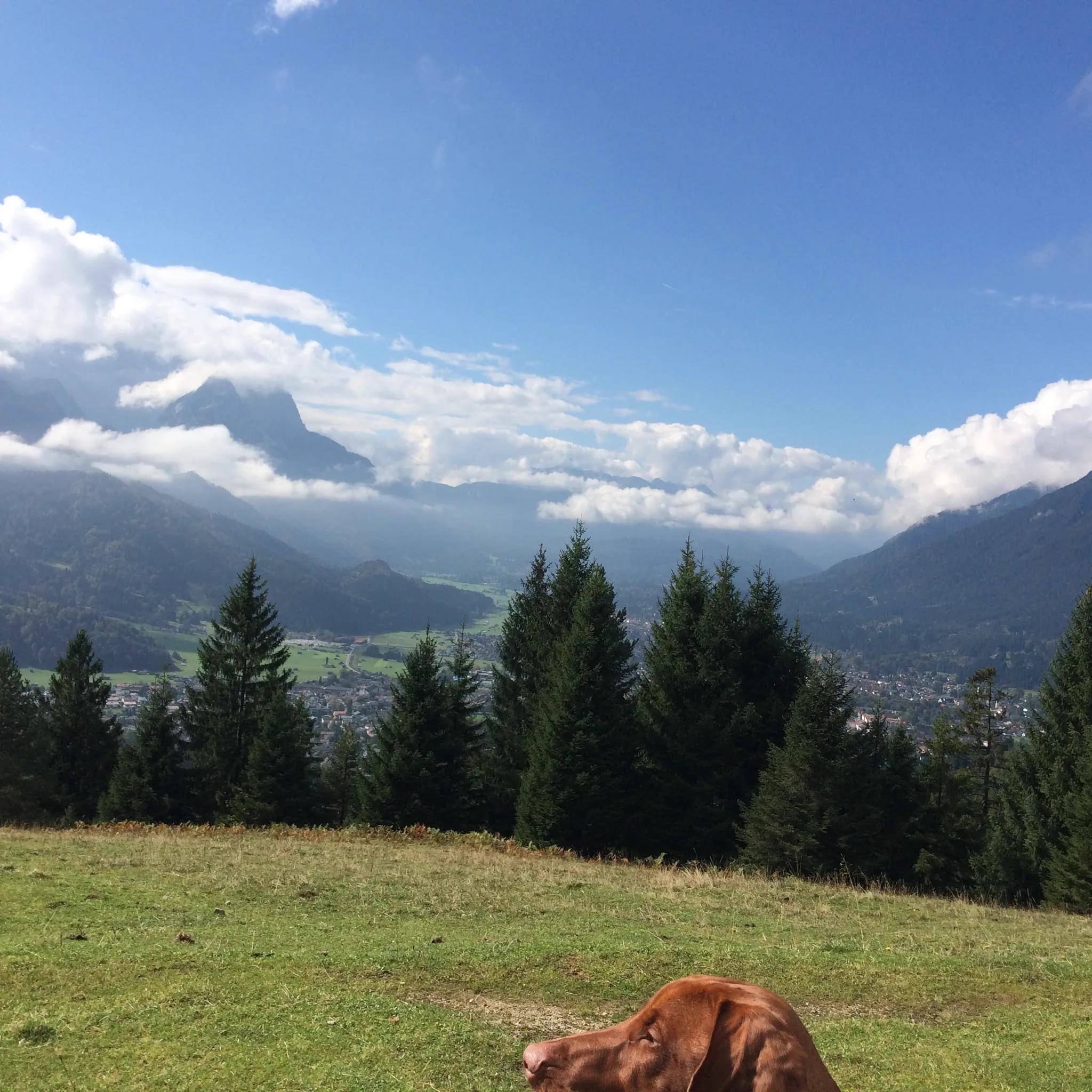 Hund auf einer Bergwiese über Garmisch-Partenkirchen
